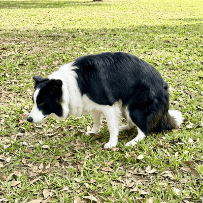 Lös mage