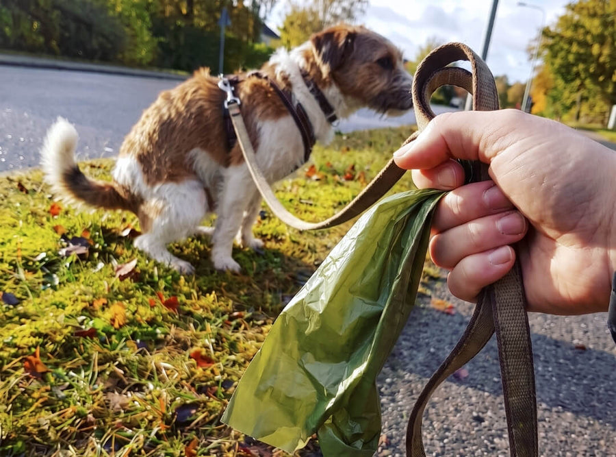 Morgonpromenaden slutar vara en gissningslek