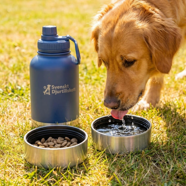 Golden retriever dricker ur 3-i-1 vattenflaskan