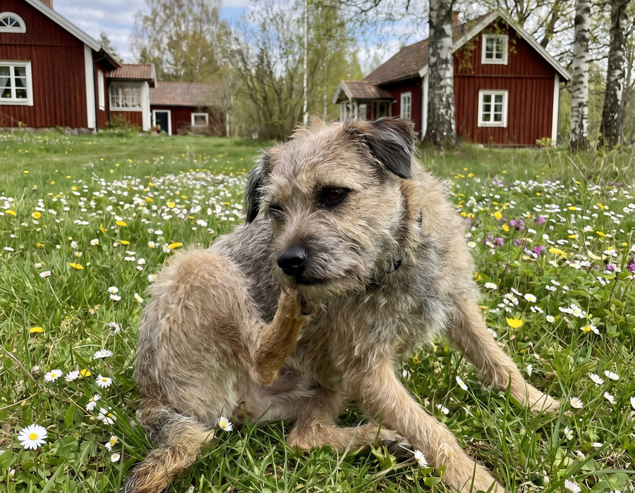 Klådan är nästan aldrig ett hudproblem