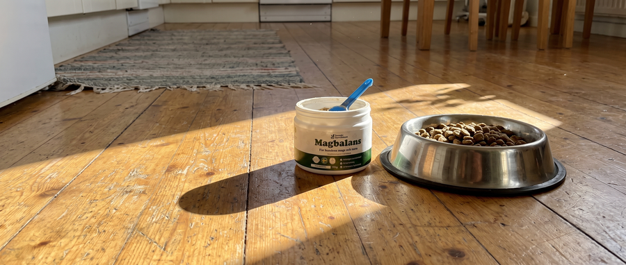 10 skäl varför hundägare byter till det här dagliga tillskottet för en lugnare mage